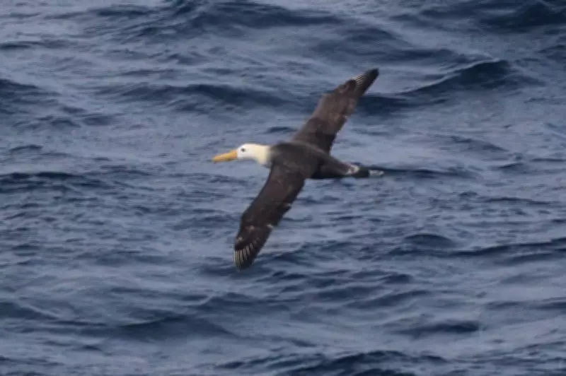 Rare Galapagos Albatross Makes Unprecedented 3,000-Mile Journey to California Coast