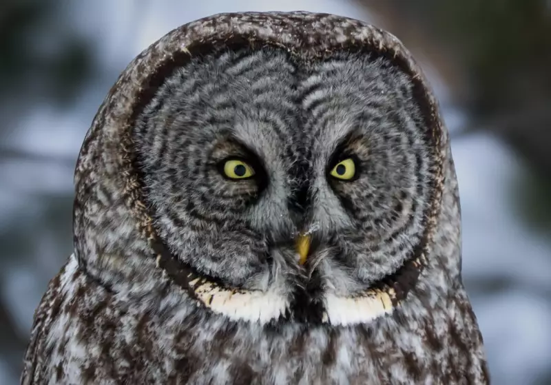 Rare Great Grey Owl Sighting in Barrie Prompts Public Safety Advisory