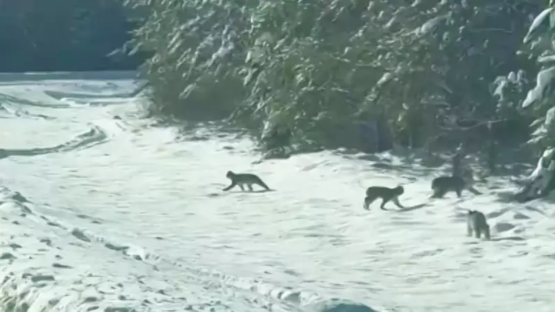 Rare Lynx Family Captured on Video Crossing Road in Northern Ontario