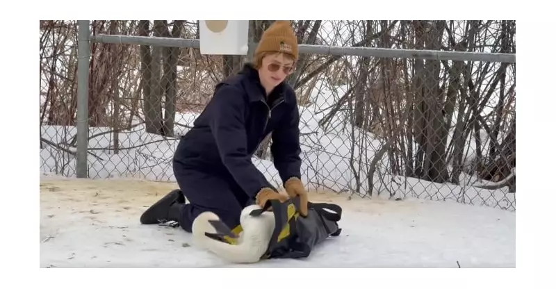 Rehabilitated Trumpeter Swan Returns to Wye Marsh After Leg Injury Recovery