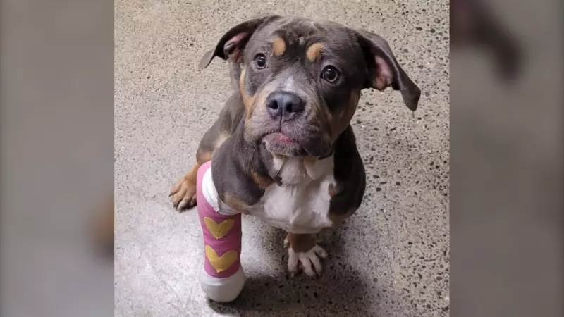 Rescued Bulldog Puppy Found in Ditch to Be Available for Adoption Soon: B.C. SPCA