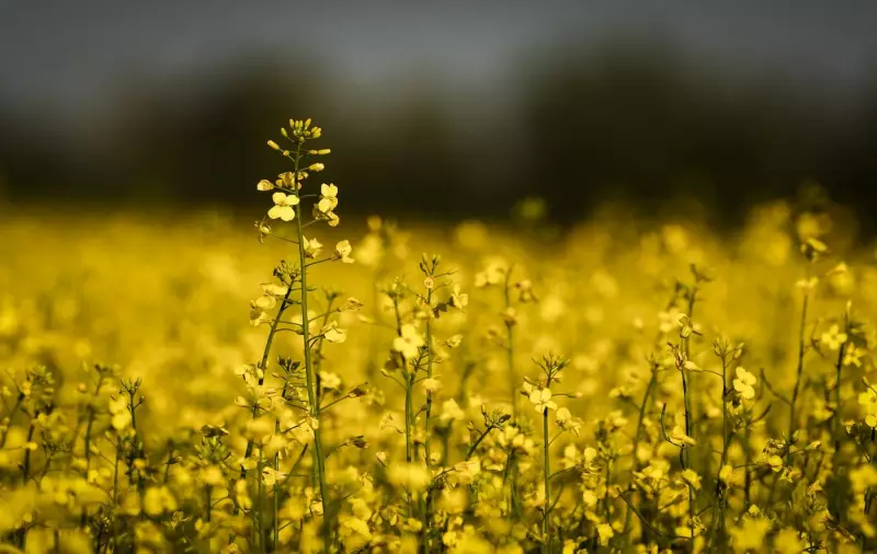 Saskatchewan Canola Farmers Welcome China Tariff Deal, Seek Long-Term Certainty