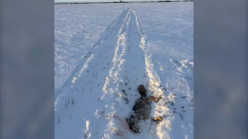 Saskatchewan Conservation Officers Seek Tips After Snowmobiles Kill Four Coyotes
