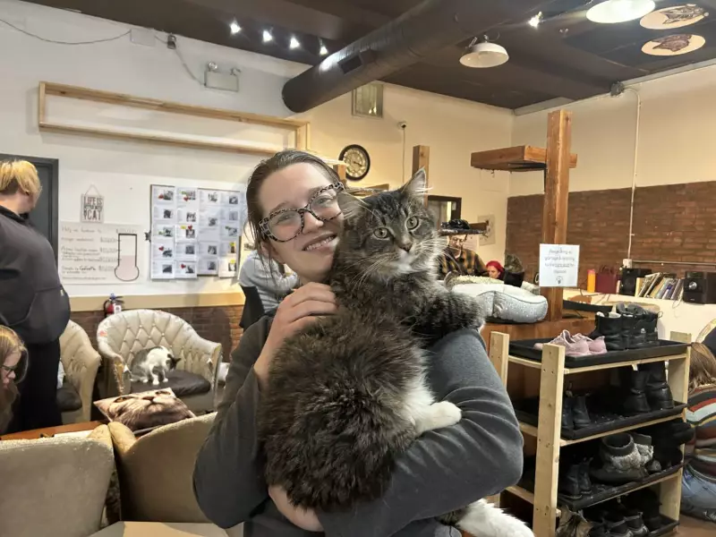 Saskatoon Cat Café Relocates to Combat Vandalism and Safety Issues