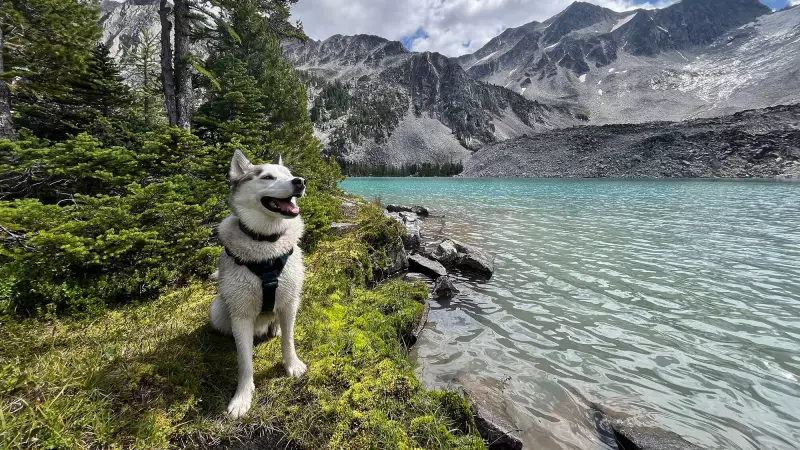 Siberian Husky Dies in Hunting Trap Near Radium, B.C., Sparking Outcry