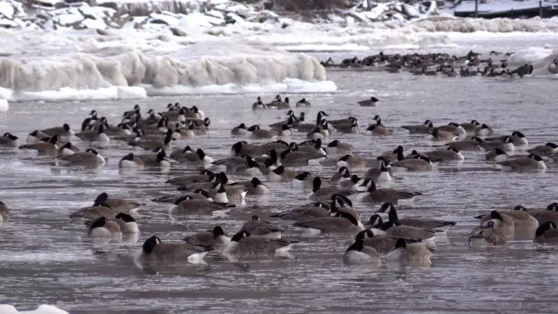 Sick and Dead Birds Found in Port Stanley, Ontario: Authorities Respond
