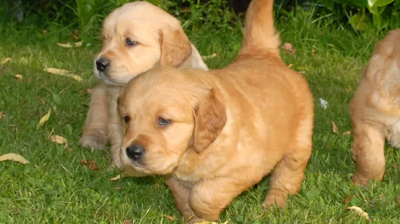 Six Puppies Revived from Fentanyl Overdose in Washington, Firefighters May Adopt