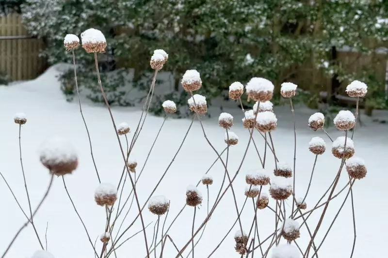 Snow as a Natural Garden Protector: Winter Mulch Benefits and Tree Care Tips