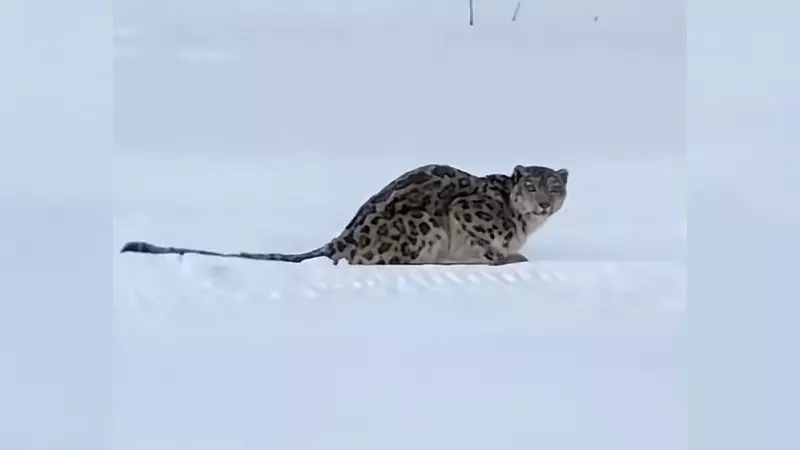 Snow Leopard Attack on Skier in China's Xinjiang Region Sparks Wildlife Concerns