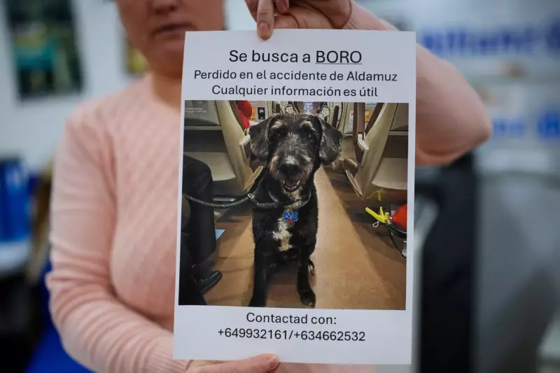 Social Media Mobilizes to Find Boro, Dog Who Survived Spain's Train Crash