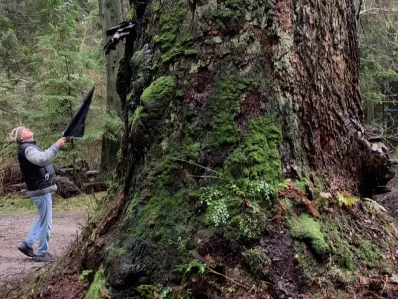 Stanley Park's 500-Year-Old Douglas Fir Sparks Debate Between Activists and Park Board