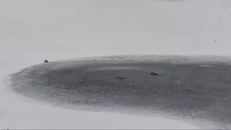 Stray Dog Survives Fall Through Ice in Barrie, Ontario