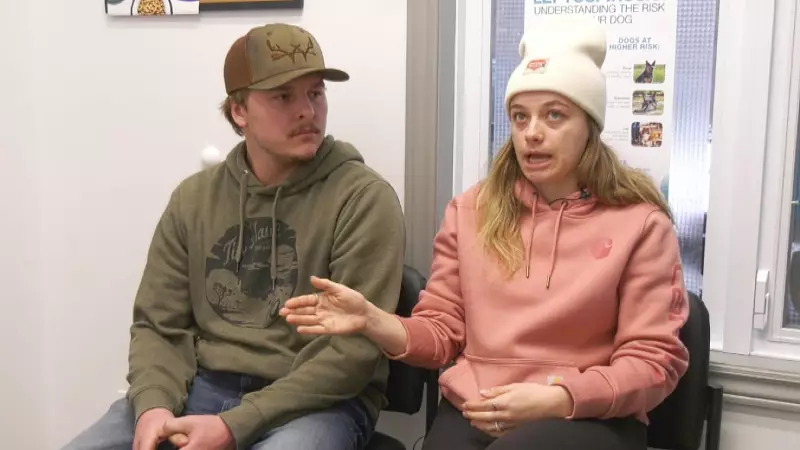 Sudbury Dog Survives Coyote Pack Attack Near Bancroft Drive