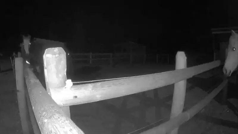 Suspect Identified After B.C. Woman Reports Alleged Sexual Assault of Horses in Vernon