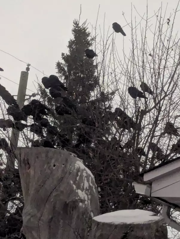 Tens of Thousands of Crows Create Spectacle in Ottawa's Alta Vista