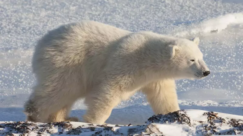 Three Injured in Polar Bear Attack in Remote Siberian Village