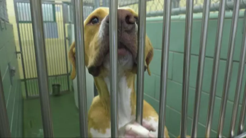 Top Cat and Dog Names in Winnipeg for 2025 Revealed