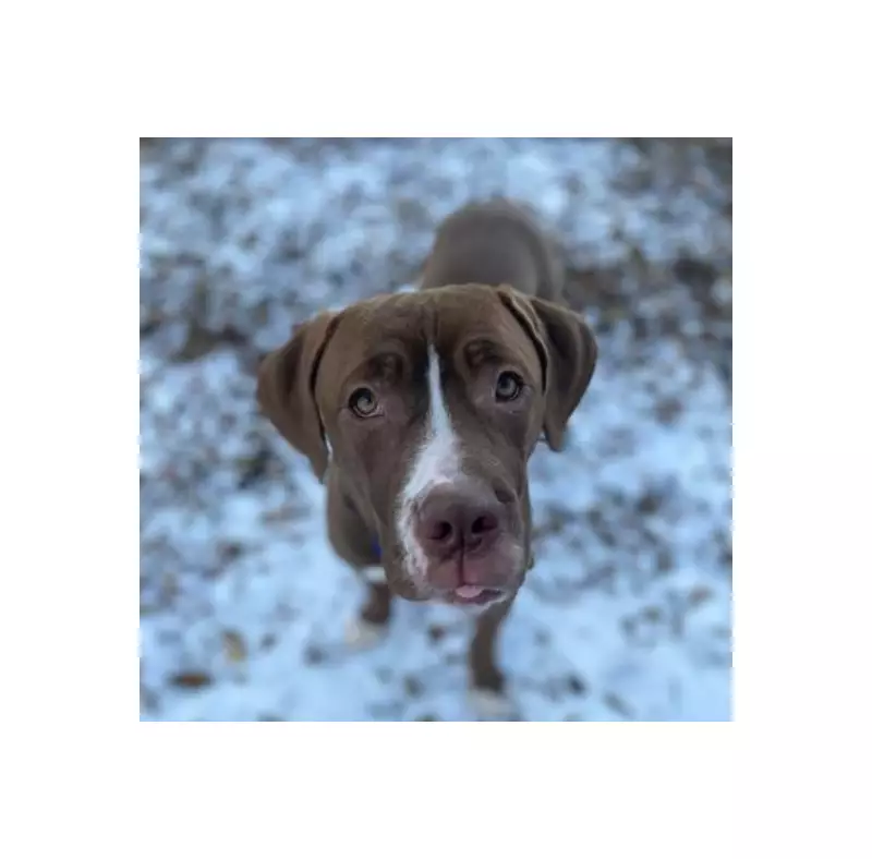 Toronto Humane Society Seeks Forever Home for Anxious Mixed-Breed Dog Dana