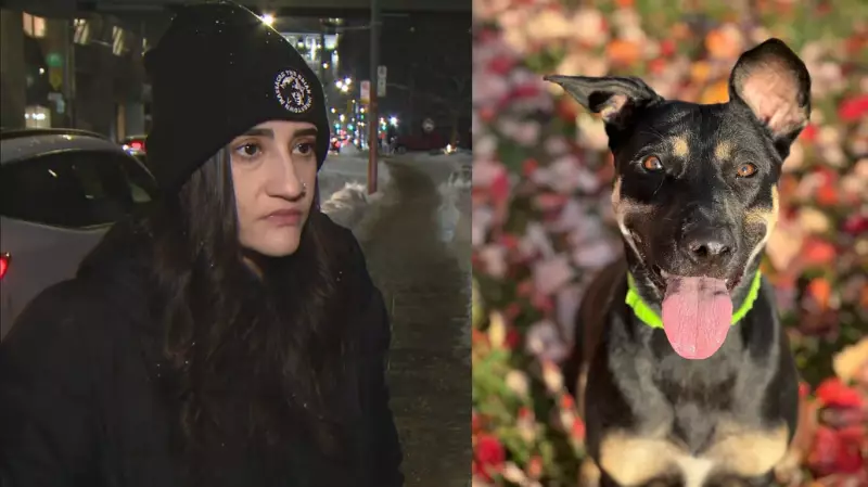 Toronto Woman Seeks Justice After Dog Electrocuted on Downtown Walk