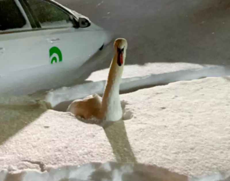 Toronto's Historic Snowstorm Traps Disgruntled Swan in Parking Lot