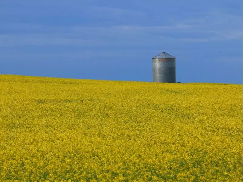 UCalgary Breakthrough: New Gene Tech Fights Canola Pod Shatter, Saves Billions
