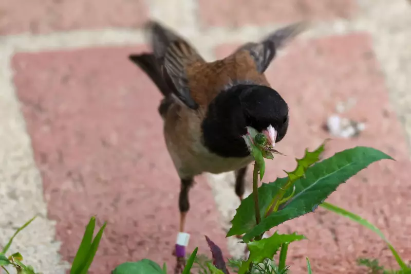 UCLA Study: Junco Birds Evolved Beak Shapes During Pandemic Lockdown