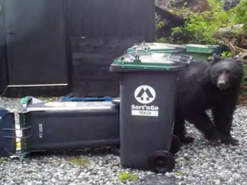 Ucluelet Tops B.C.'s Deadliest List for Black Bears in 2025