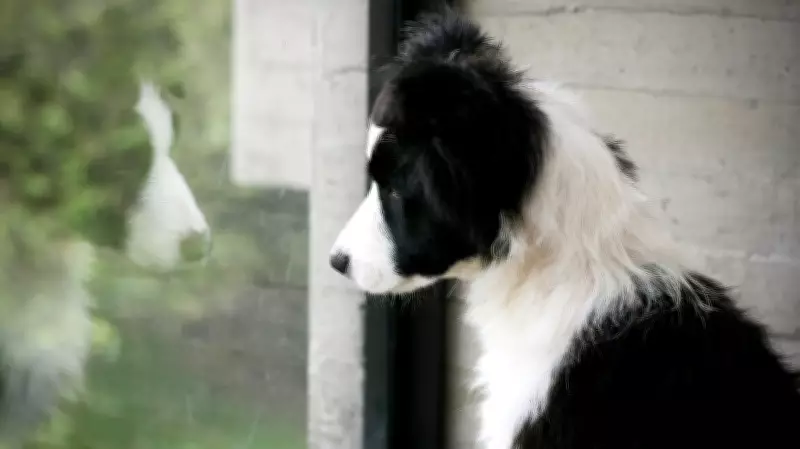 Understanding and Managing Pet Separation Anxiety: Expert Veterinary Advice