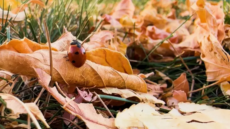 Unseasonably Warm January in Alberta Could Disrupt Insect Populations, Expert Warns