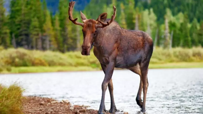 U.S. Hunters Fined $27,500 for Illegal Moose Hunt in Northern Ontario