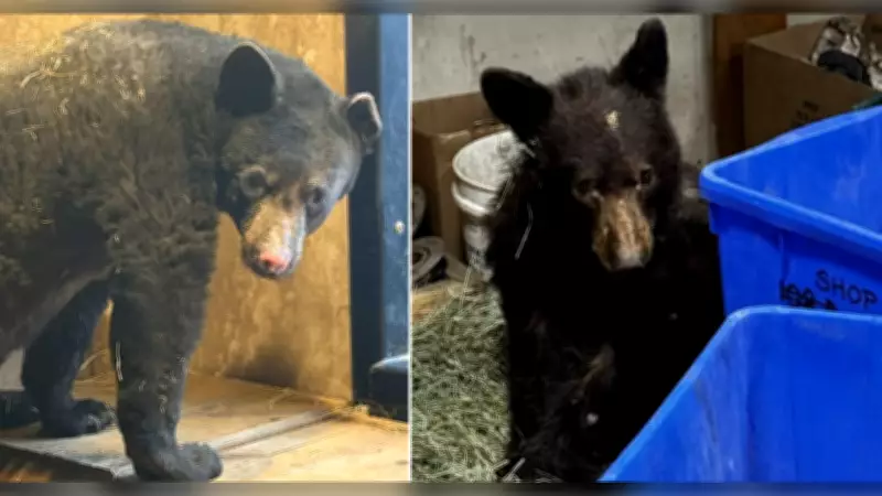 Vancouver Bear Cub Recovers from Burns, Rescue Center Takes New Patient