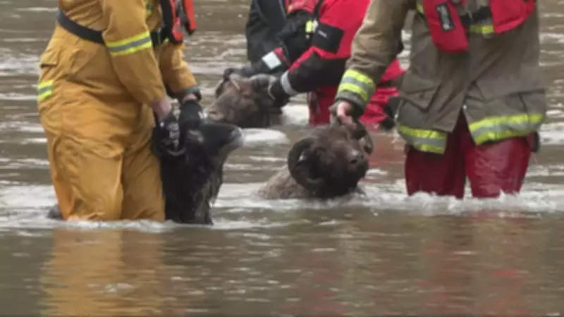 Vancouver Island Flood Rescue: People and Livestock Saved Amid Rising Waters