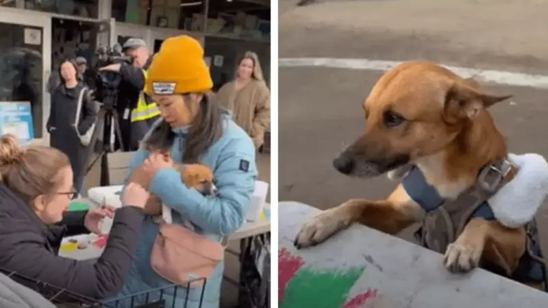 Vancouver's Downtown Eastside Sees Deadly Canine Virus Outbreak, SPCA Reports