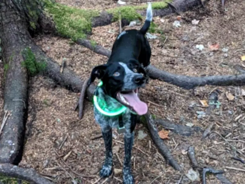 Vancouver's Pacific Spirit Park to Reduce Off-Leash Dog Trails After Safety Incidents