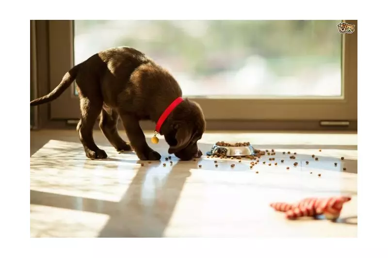 Veterinarian Warns Against Using Social Media for Pet Diagnosis