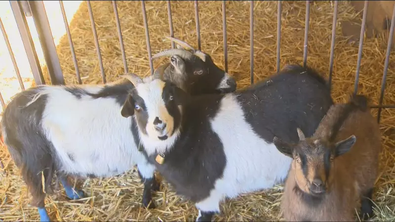 Vulcan County Barn Fire Injures Animals, Family Seeks Help