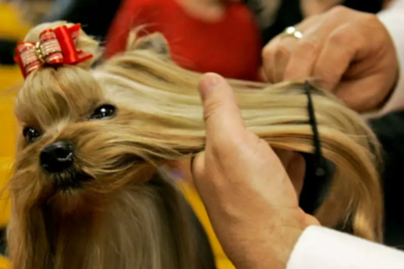 Westminster Dog Show Celebrates 150 Years: Evolution and Enduring Traditions