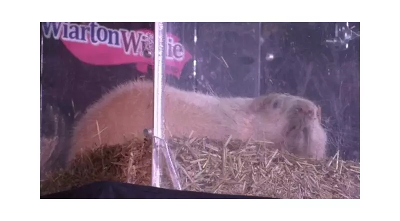 Wiarton Willie Celebrates 70 Years of Groundhog Day Winter Predictions in Ontario