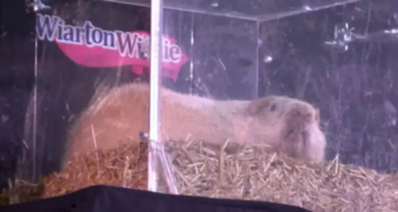 Wiarton Willie Festival Set to Return with Annual Groundhog Day Celebrations