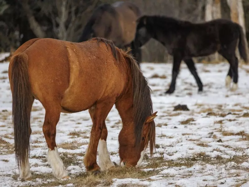 Wild Horses and Turquoise Ice: A Winter Journey in Alberta's Yara Creek Valley