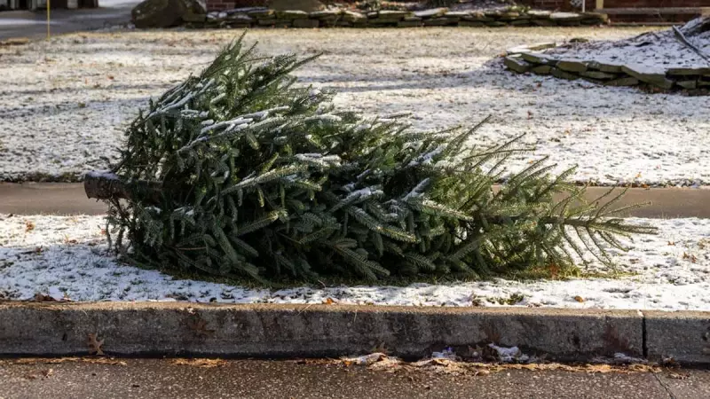 Windsor Begins Christmas Tree Collection on January 9, 2026