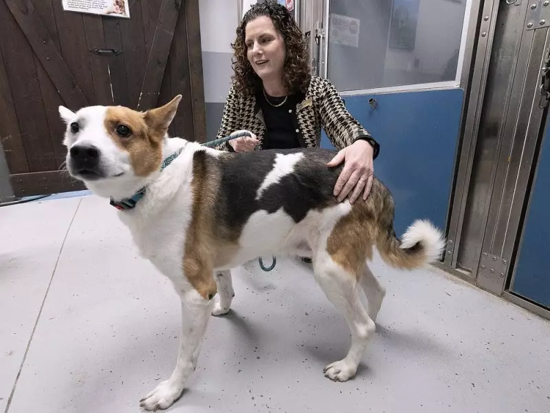 Windsor-Essex Sees Thousands of Pets Adopted in 2025, Community Events Fuel Success