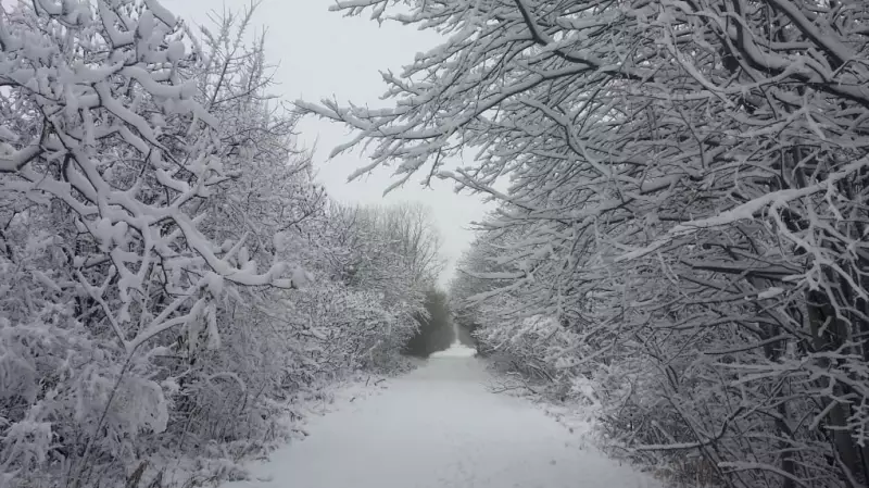 Windsor-Essex Under Snowfall Warning as Winter System Sweeps Through Region