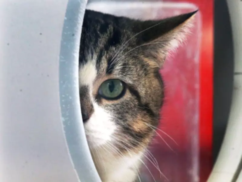 Windsor Humane Society Marks 100 Years of Animal Rescue and Compassion