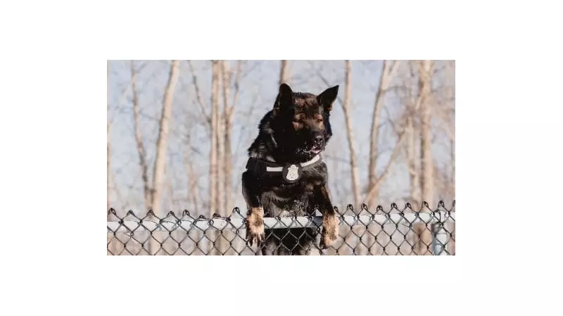 Windsor Police K9 Rolex Thwarts Break-In, Leads to Suspect's Arrest