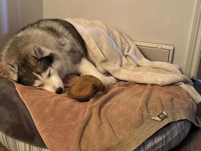 Windsor Police Save 11-Year-Old Husky from Icy Detroit River