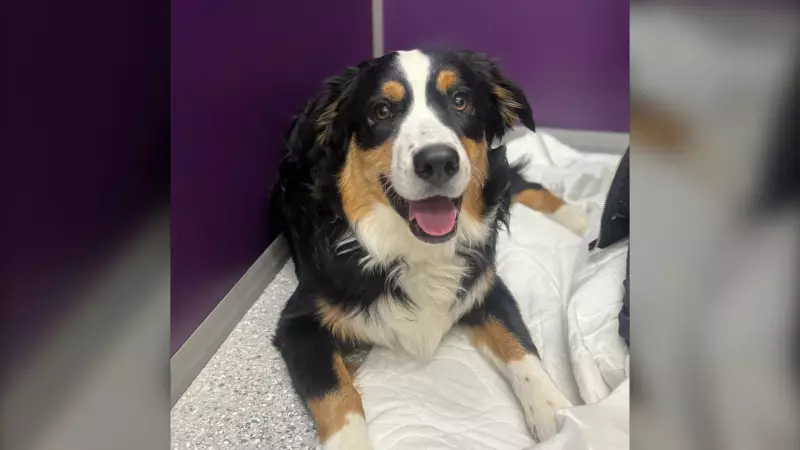 Windsor's Community Veterinary Clinic Reaches 1,000 Spay/Neuter Milestone