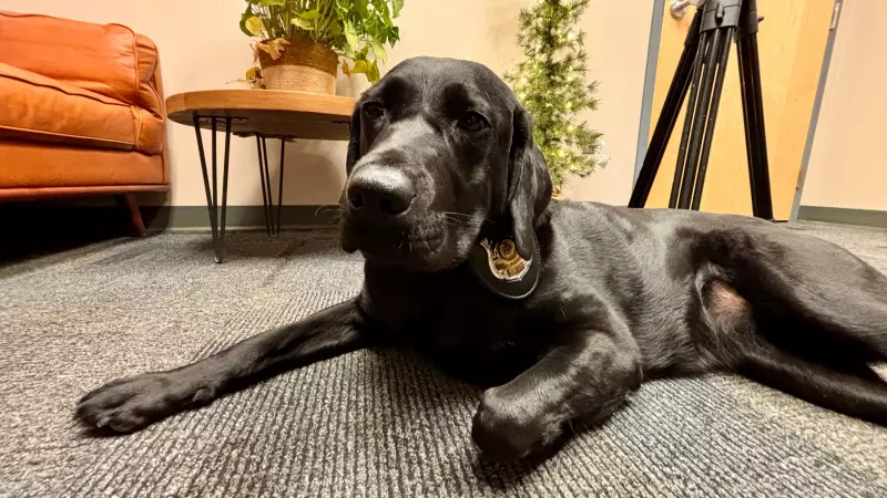 Winnipeg Police Deploy Electronic Storage Detection Dog Willow
