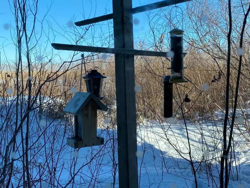 Winter Birdwatching in Manitoba: Not All Birds Flee the Cold