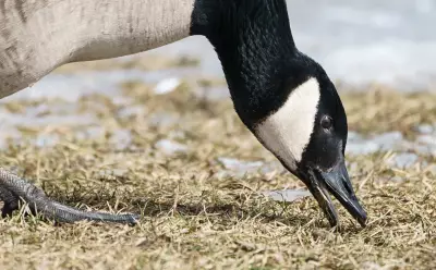 10 Canada Geese Found Dead Near Port Whitby Marina, Durham Officials Report